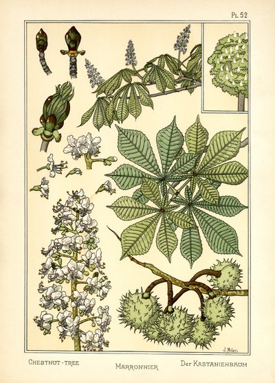 The Chestnut Tree by J. Milesi